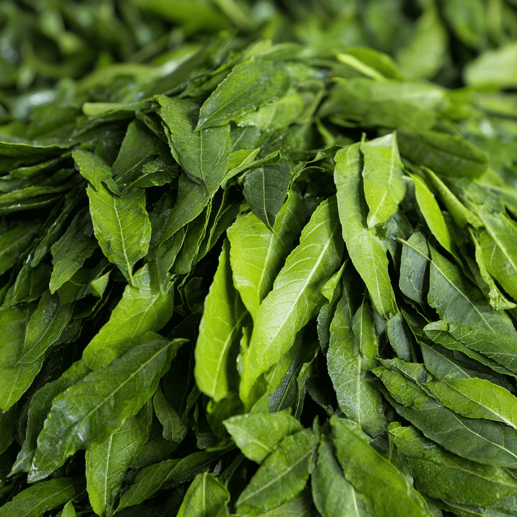 גת בהיסטוריה התרבותית